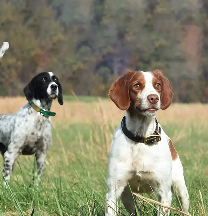 Two dogs in a field with one dog standing on the other side of the field.