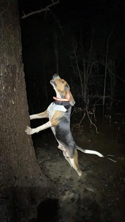 A dog jumping up into the air next to a tree.