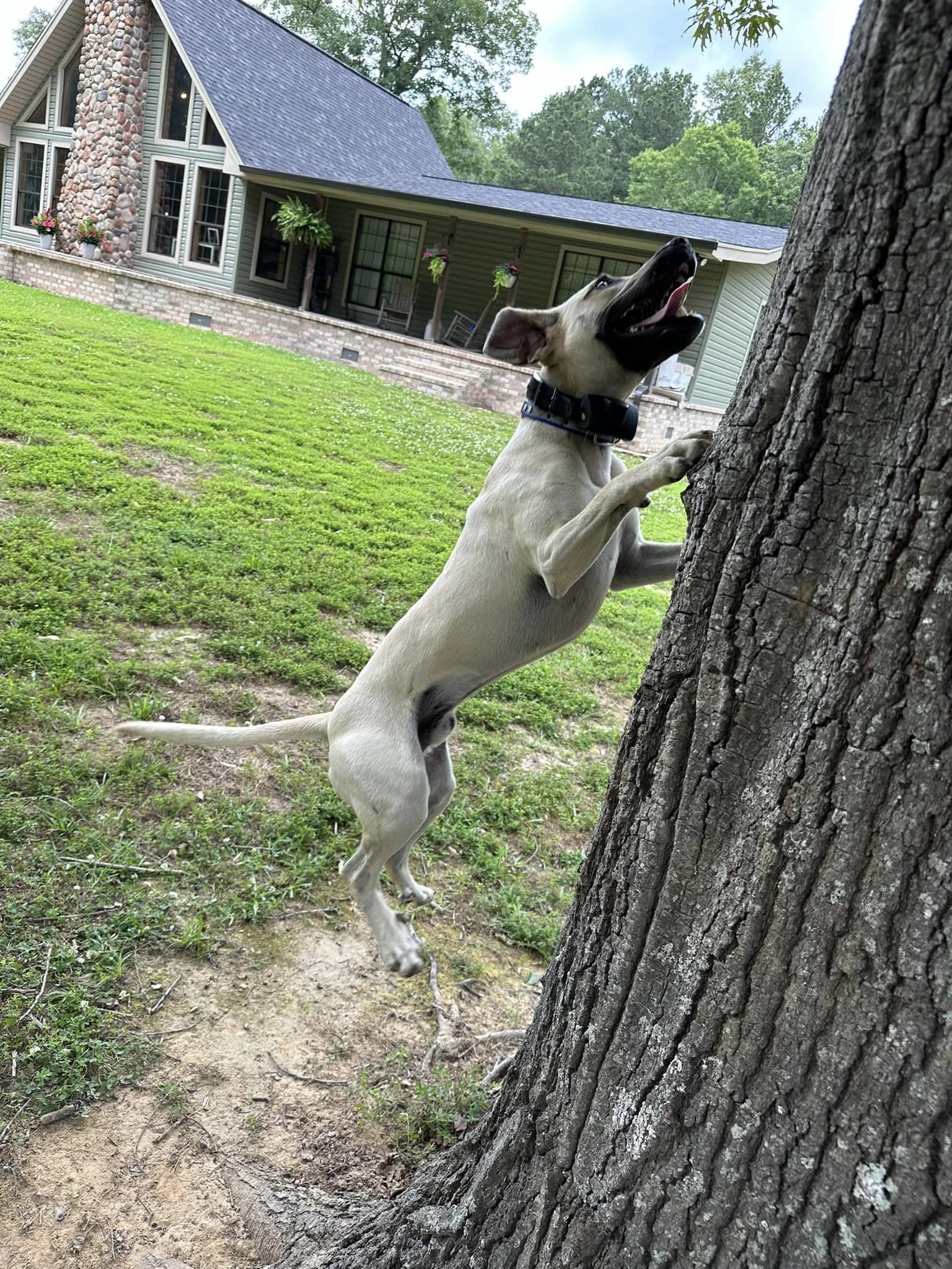 A dog jumping up to reach the top of a tree.